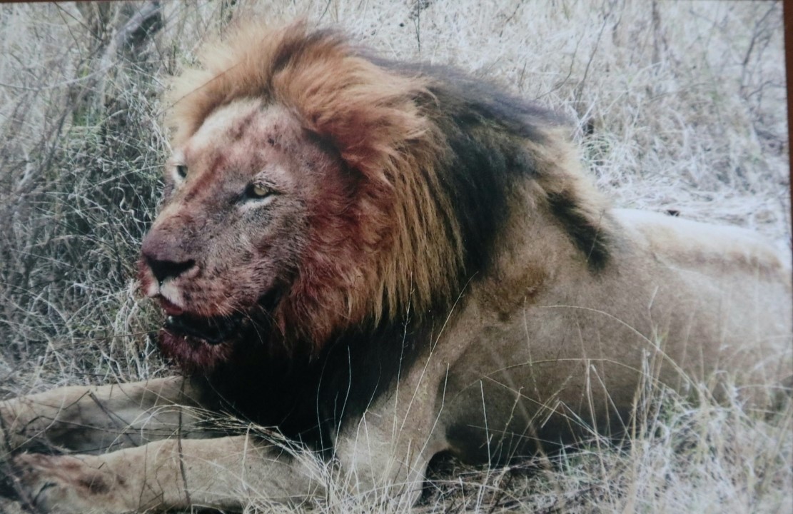 Lion just Finished Lunch Kruger Park South Africa