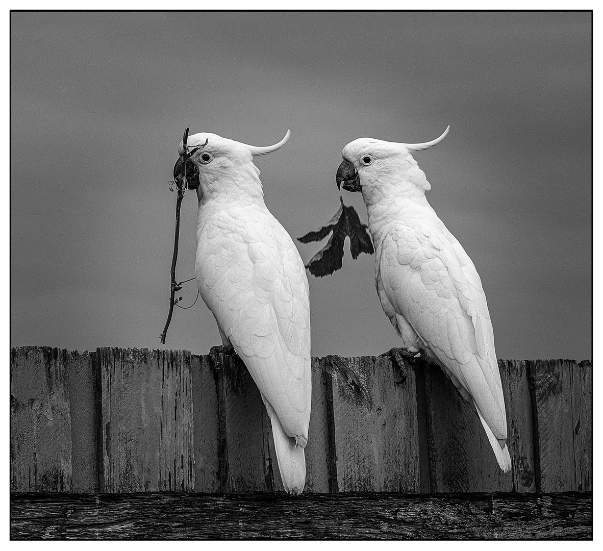 Its OK shes not looking! by Pauline Tims