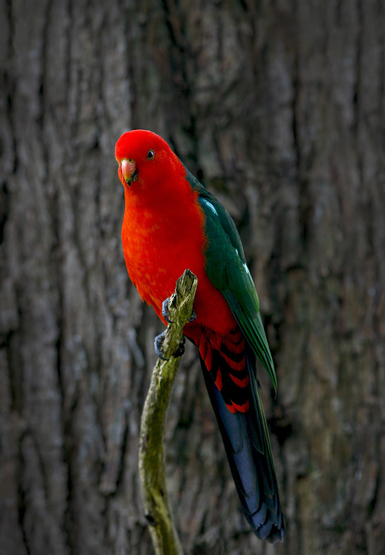 Australian King Parrot by larry Henderson