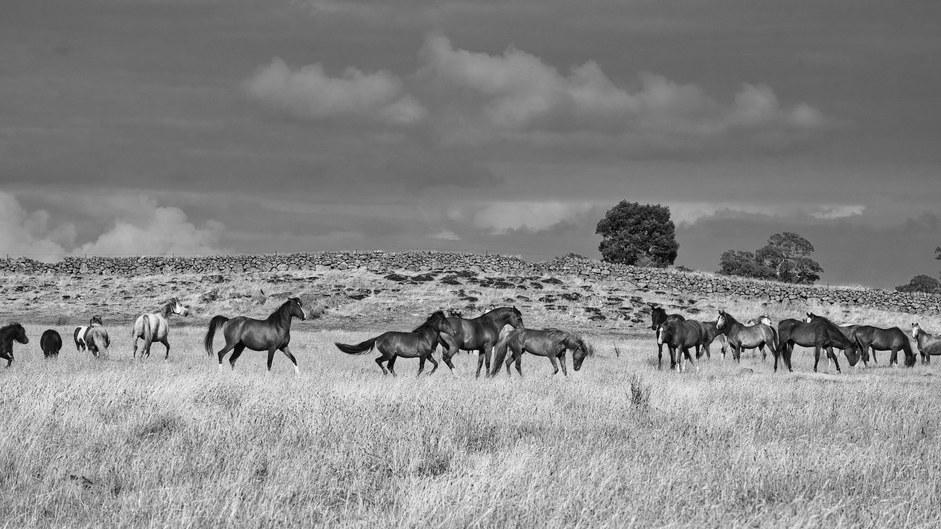 Mares in a Row by Vicki Johnson