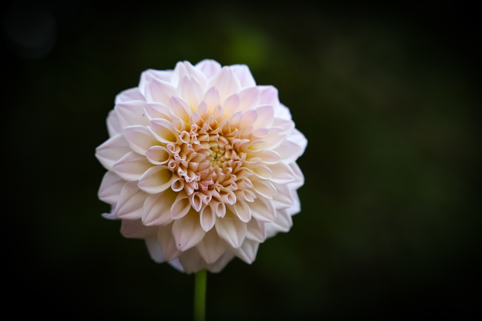Blooming by Noelle Clemow