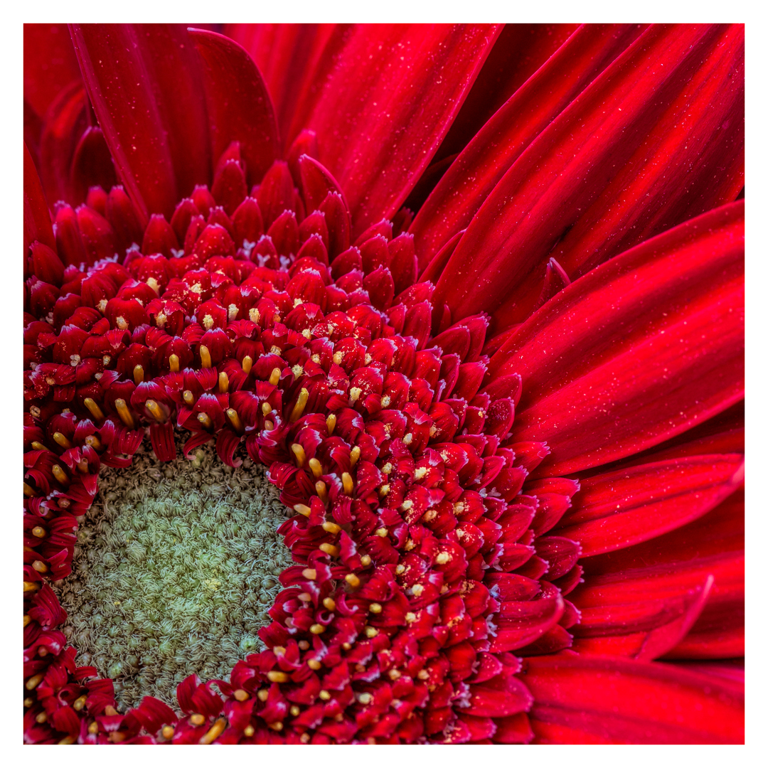 Gerbera The-Happy-Flower by Nerissa Byrne