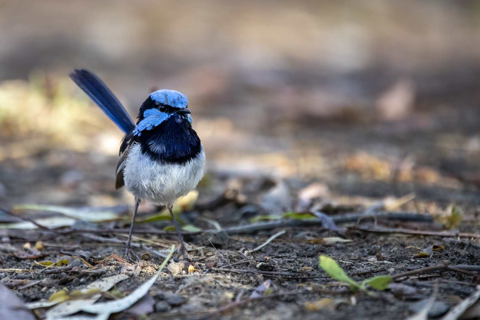 Blue Wren by Kerrie Gerlach