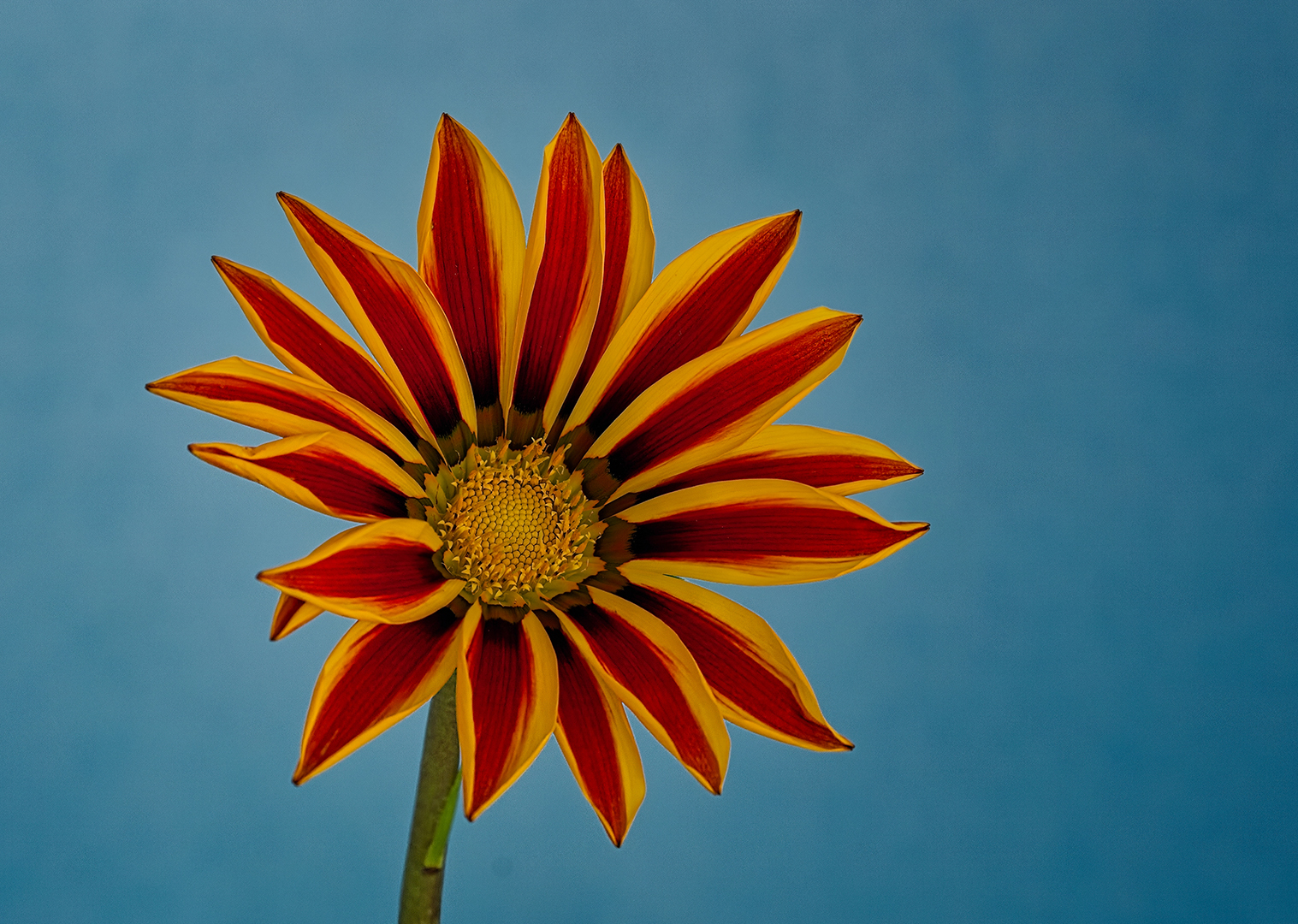 Gazania by Pauline Tims